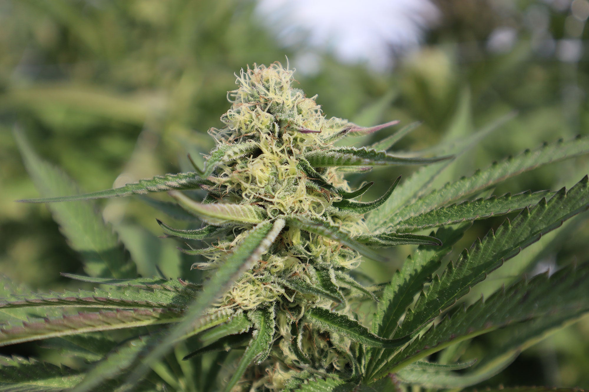 From Wenatchee Hills to Washington's Bounty: The Full Spec Cannabis Journey