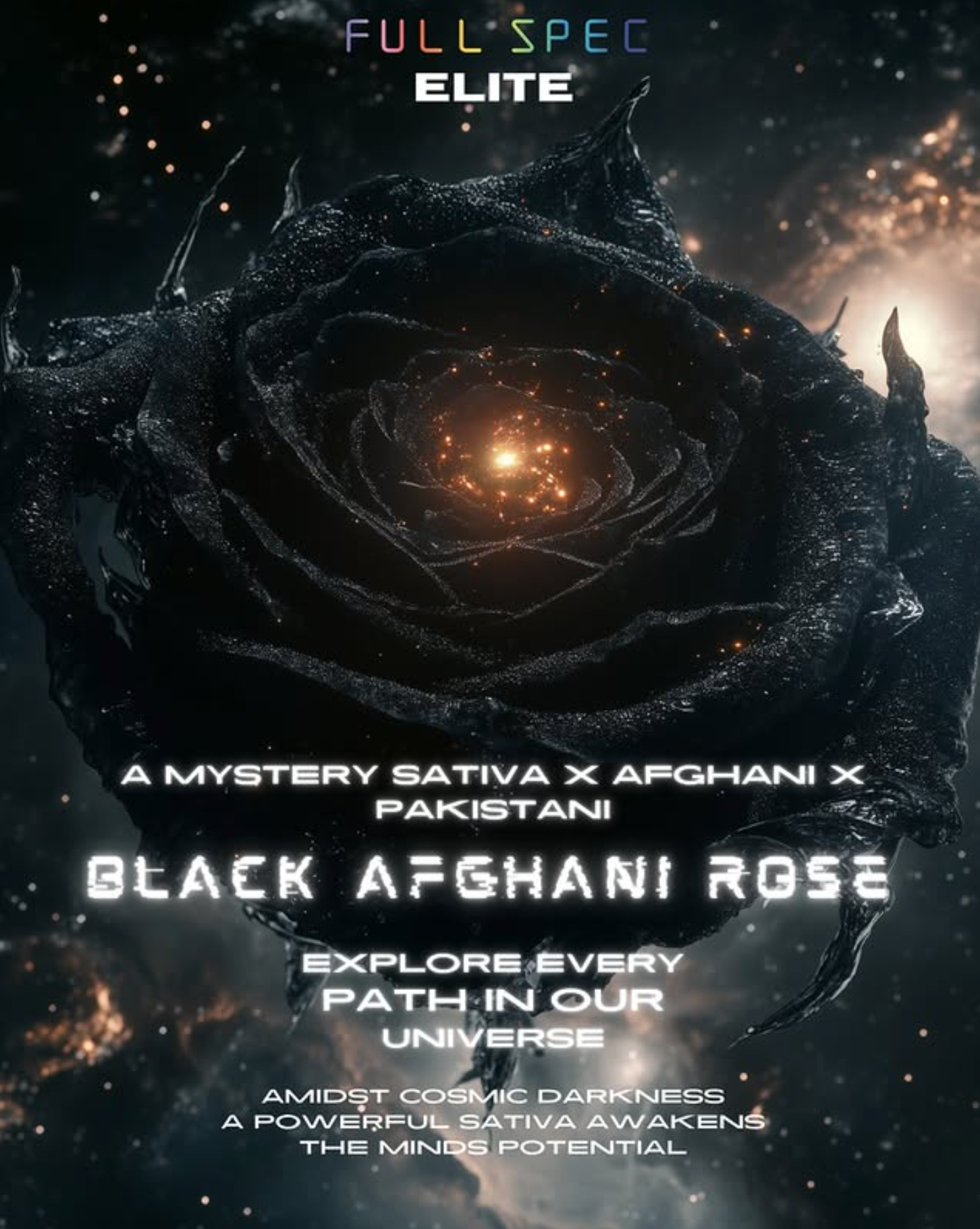 Black Afghani Rose